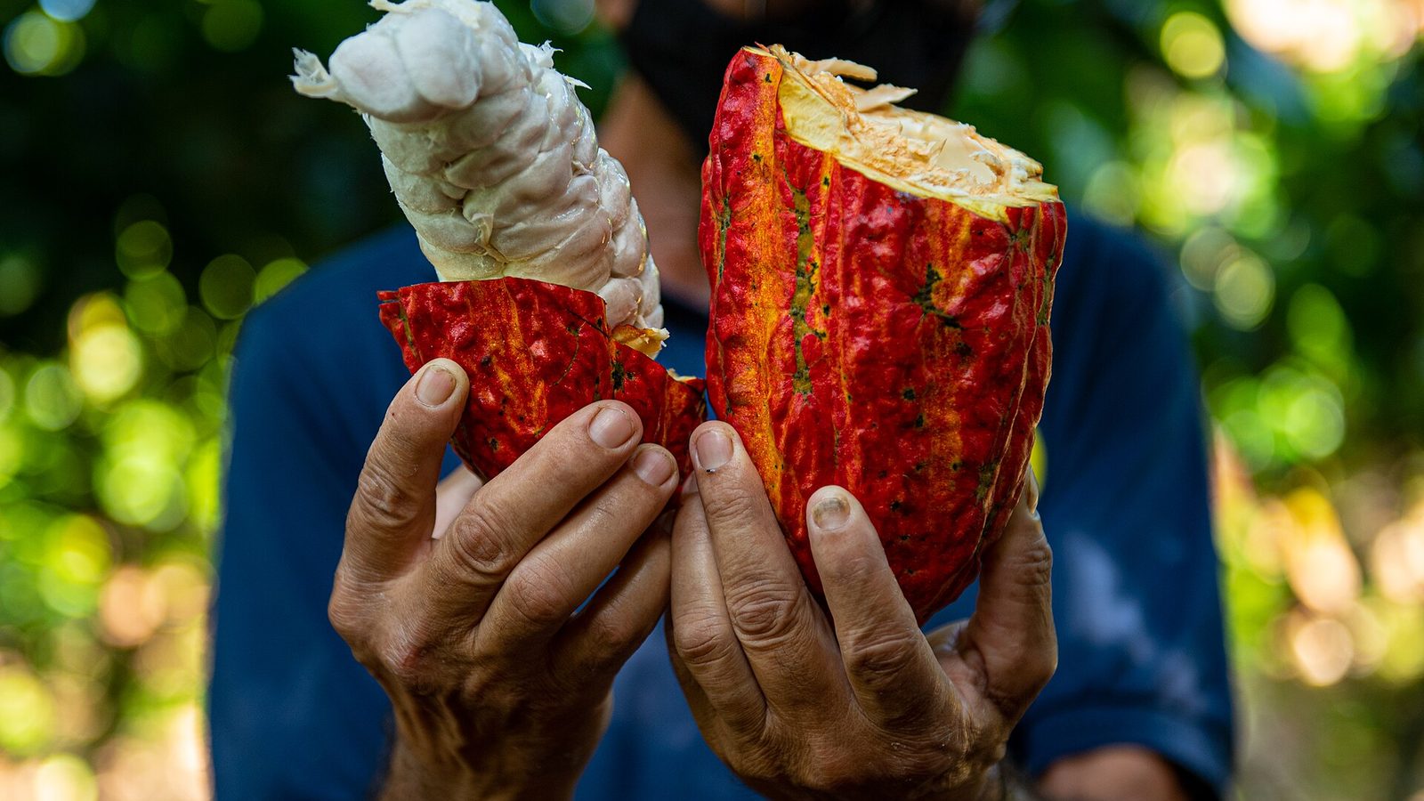 Fábrica artesanal de chocolate na fazenda de cacau