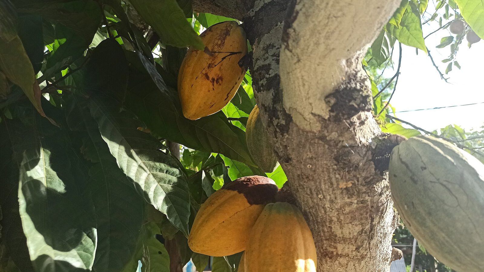Fazenda Vila Rosa – Experiência do Cacau em Itacaré, Bahia — foto 1